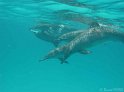 030506_Shaab Samadai - Dauphins - Dsc02004~
